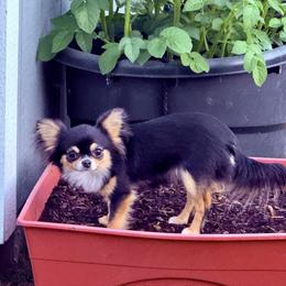 Faith - Chihuahua