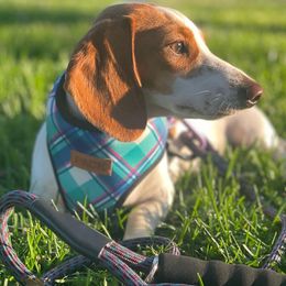 Mia - Dachshund