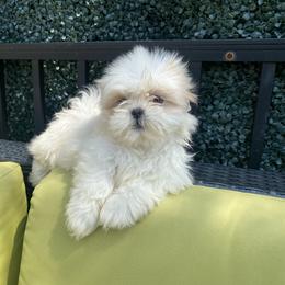 Girl 4 Gigi - White female Shih Tzu puppy in Troy, Michigan from "Shihtzu Best Friend"