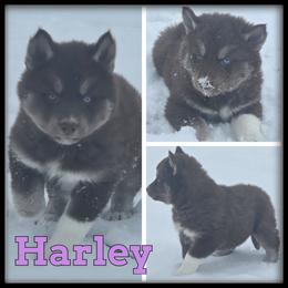 Harley - Red and white female Siberian Husky puppy in Wheeler, Michigan from Haase Family Kennels