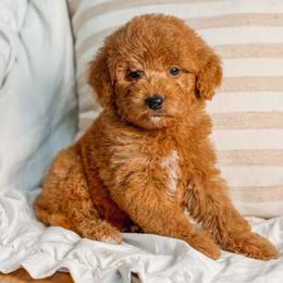 Reba - Red  female Goldendoodle puppy in Iola, Texas from Supreme Doodles of Texas