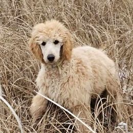 Turquoise - Apricot Poodle puppy in Deer River, Minnesota from Poodles Around