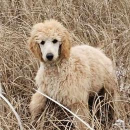 Turquoise - Apricot Poodle puppy in Deer River, Minnesota from Poodles Around