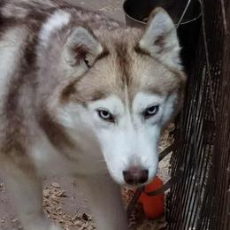 Susie Q - Red and white female Siberian Husky puppy in Heppner, Oregon from Yuki Ookami Show Kennel