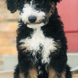 Aussiedoodles and Bernedoodles from Deer Canyon Family Doodles