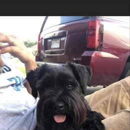 Luna - Miniature Schnauzer