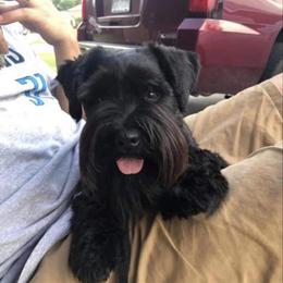 Luna - Miniature Schnauzer
