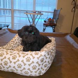 Charlotte - Black female Shih Tzu puppy in Kings Mountain, North Carolina from Britany's Shih Tzus