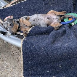 Oscar - Dachshund