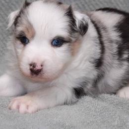 Australian Shepherds from Narita Farms Aussies