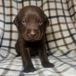 Boy 6 - Chocolate male Labrador Retriever puppy in Disputanta, Virginia from Powells Creek Retreivers