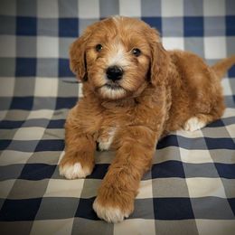 Thackery Binx - Red  male Goldendoodle puppy in Coarsegold, California from Hobbit Hollow Acres