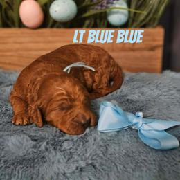 Light Blue Boy - Red  male Goldendoodle puppy in Haughton, Louisiana from Bailey’s Cajun Canines