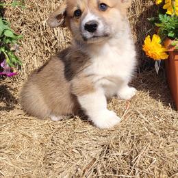 Apollo - Red male Pembroke Welsh Corgi puppy in Gulf Breeze, Florida from Cajun Creek's