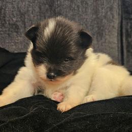 Pumpkin - Black parti male Pomeranian puppy in West Sacramento, California from Northern Cali Pomskies