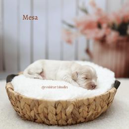 Boy 3 - male Australian Labradoodle puppy in Hurricane, Utah from Red Desert Doodles