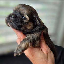 Donnie - Red male Shih Tzu puppy in Lancaster, Ohio from Wandering Tzu