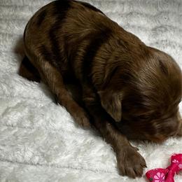 Lexus - Chocolate merle female Bernedoodle puppy in Horseshoe Bend, Idaho from Over the Moon Poodles and Doodles