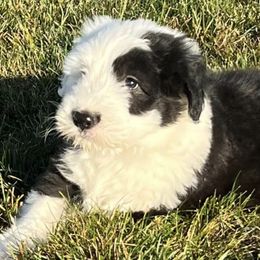 Old English Sheepdogs from Rainbow Acres Old English Sheepdogs