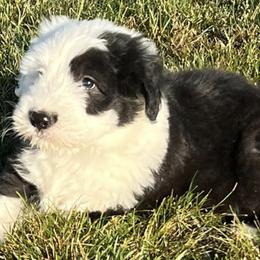 Old English Sheepdogs from Rainbow Acres Old English Sheepdogs