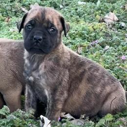 Athena - Brindle female Mastiff puppy in Carthage, Missouri from Mama’s Mastiffs