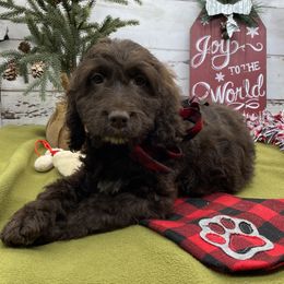 Sarah - Liver and white female Springerdoodle puppy in Lisbon, Ohio from Willow Lane Doodles
