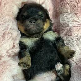 Early Bird  - 'Birdie' - Black and tan female Pomeranian puppy in Lake Forest Park, Washington from Tea Pup Pomeranians