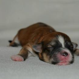 Girl 3 sable - Red sable female Havanese puppy in Angier, North Carolina from Hoppy Havanese