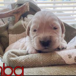 Jumba - Golden male Golden Retriever puppy in Florida from Golden Meadow