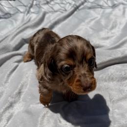 Chocolate Dapple Girl - Dapple female Dachshund puppy in Bakersfield, California from Pretty Dachshunds 661
