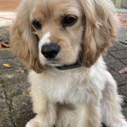 Cocker Spaniels from Fairview Cockers