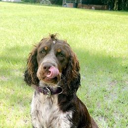Dixie - English Springer Spaniel