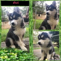 Siberian Husky Puppies from Blue Moon Siberian Husky Haven