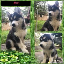 Siberian Husky Puppies from Blue Moon Siberian Husky Haven