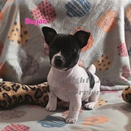 Sugar - White and black female Teddy Roosevelt Terrier puppy in Milaca, Minnesota from Bright Lake Terriers