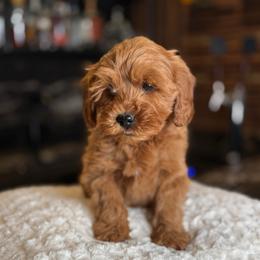 Milan - Red  male Goldendoodle puppy in South Jordan, Utah from Wasatch Pup