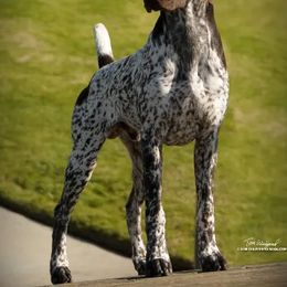 German Shorthaired Pointer puppies from Ocean Point Kennels