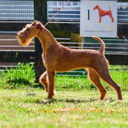 Irish Terrier All Grown Up from Woodley Meadows