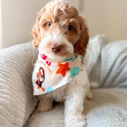 Cruz - Parti male Goldendoodle puppy in California City, California from Summer Sun Doodles