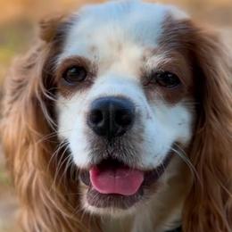 Mia - Cockapoo