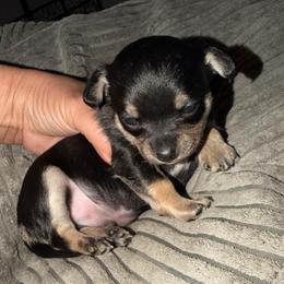 Joffrey - Black sabled fawn male Chihuahua puppy in Washington, Washington, D.C. from VIP Chihuahuas