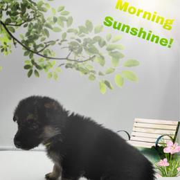 Miss. Lime Green - Black and tan female German Shepherd puppy in Granite City, Illinois from Devon Rugerio's German Shepherds