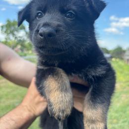 Buckley,  Orange Collar Boy - Black and tan male German Shepherd puppy in Milan, Illinois from Stonewick German Shepherds