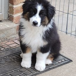 Australian Shepherd Puppies from Integrity Australian Shepherds