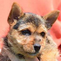 Labrador Retriever and Norwich Terrier Puppies from Rockycreek