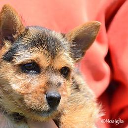 Labrador Retriever and Norwich Terrier Puppies from Rockycreek