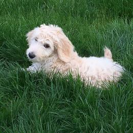 Cockapoo and Goldendoodle Puppies from Capital Doodles