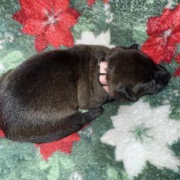 Pink Collar - Fawn female Belgian Malinois puppy in Trenton, Georgia from Laeknir K9