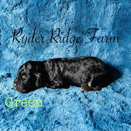 Green - Black and tan male Cavapoo puppy in White Sulphur Springs, West Virginia from Ryder Ridge Farm