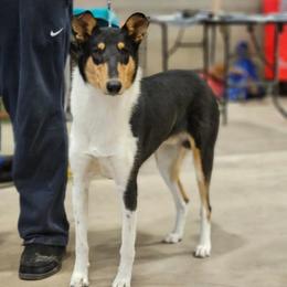 Biggs - Collie